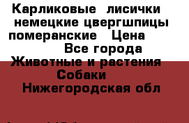 Карликовые “лисички“  немецкие цвергшпицы/померанские › Цена ­ 35 000 - Все города Животные и растения » Собаки   . Нижегородская обл.